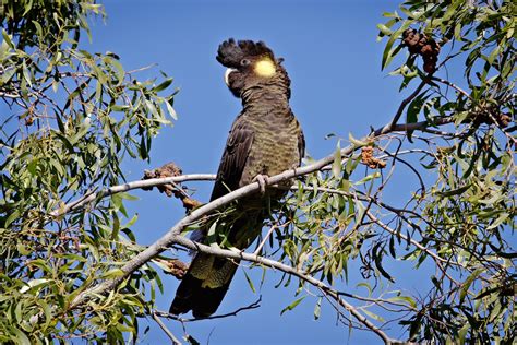 yellow-tailed black cockatoo (Calyptorhynchus funereus); Image ONLY