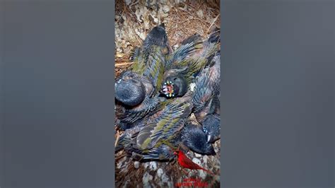 0 to 21 days Development of Gouldian Finch Chicks in Nest | Bird Sounds ...