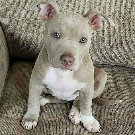 Suggest a name for this Cutie?😍 ️ in 2021 | Cute pitbull puppies, Cute ...