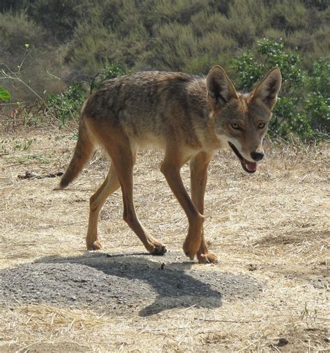 Coyote like this in my backyard! | Coyote, Desert animals, Animals