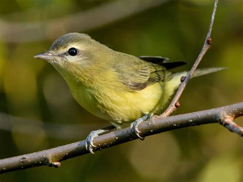 Philadelphia Vireo - eBird