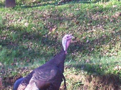 10 Best Turkey Hunting Tips. Do you hunt turkeys? Do you want to… | by Ethan King | Medium