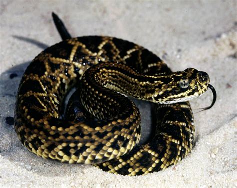 Juvenile Cascabel Rattlesnake | Gallery | Reptile Gardens