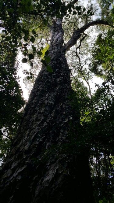 Knysna Forest Yellow Wood Tree | Tree, Wood tree, Forest