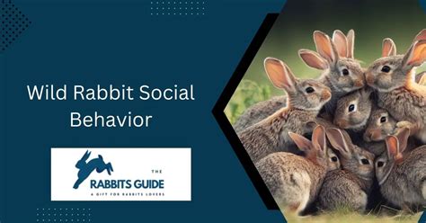 Wild Rabbit Social Behavior (December 2024)