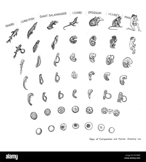 COMPARATIVE EMBRYOLOGY. /nChart showing comparative embryology from a ...