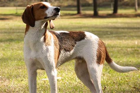 Treeing Walker Coonhound Information and Pictures - PetGuide | PetGuide