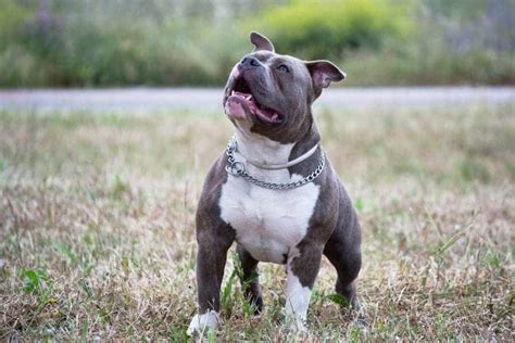 500+ Pitbull Names You'll Love (Tough, Classic, & More)