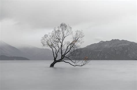 The Wanaka Tree, Lake Wanaka | Morten Ross