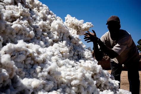 COTTON FARMING AND PROCESSING BUSINESS PLAN IN NIGERIA