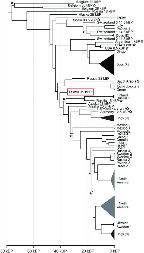 Mitochondrial DNA Phylogeny | Download Scientific Diagram