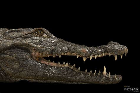 Photo Ark Home Desert Crocodile | National Geographic Society