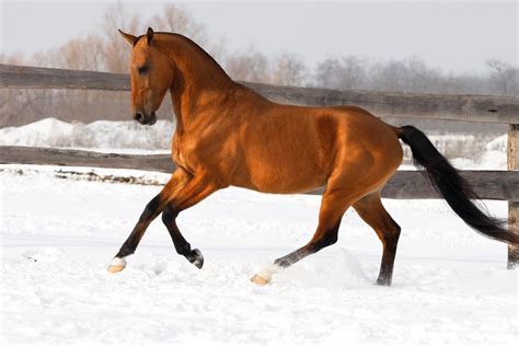 Horse Gallop | How To Gallop On A Horse, Horse Riding Gallop