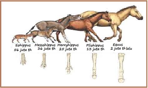 BIOLOGI GONZAGA: EVOLUSI KUDA