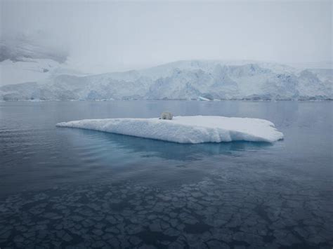 Six ways loss of Arctic ice impacts everyone | Pages | WWF