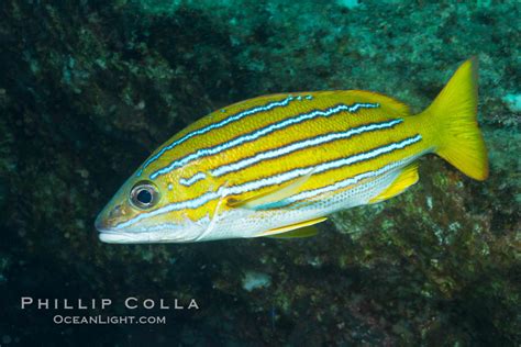 Blue and gold snapper, Lutjanus viridis photo, Sea of Cortez, Baja ...