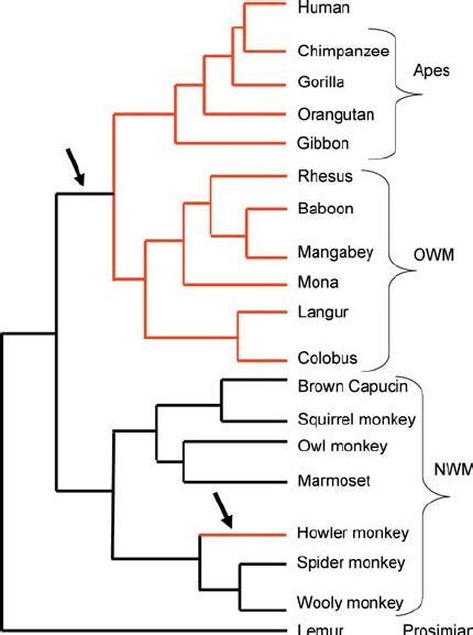 Simple Primate Phylogeny