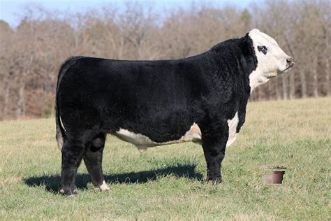 My Black Hereford Bull Groler | Hereford cattle, Cattle ranching, Show ...