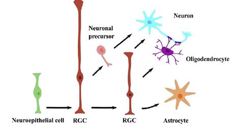 Research Review - Creative Diagnostics