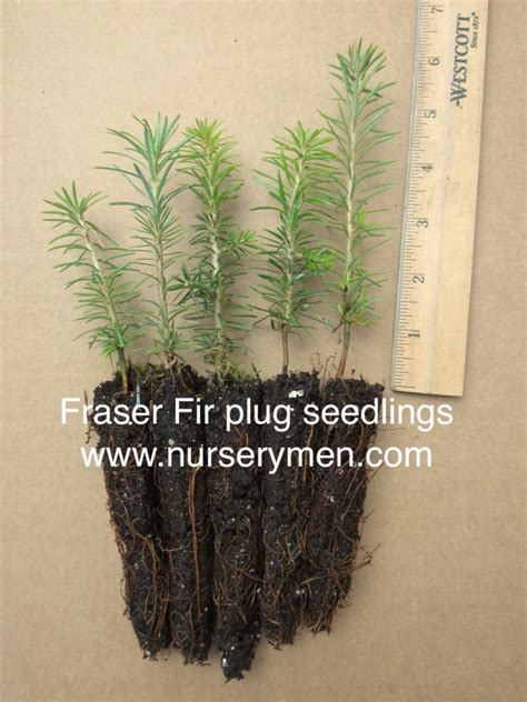 Fraser Fir Plug Seedlings - Evergreen Trees For Sale