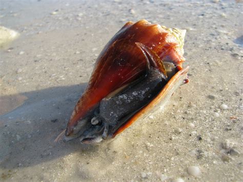 Hundreds of Thousands of Fighting Conchs Appear on Bonita Beach, Florida | Blog The Beach