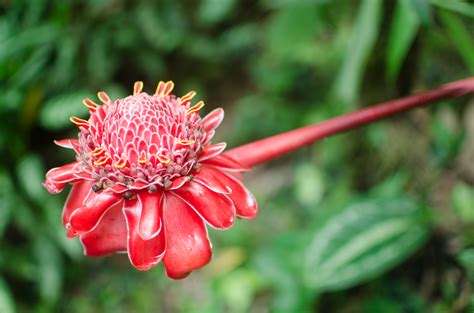 Big Island Must Do: Visit the Hawaii Tropical Botanical Garden | Hawaii Aloha Travel