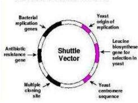 What Is Shuttle Vector at Vectorified.com | Collection of What Is Shuttle Vector free for ...