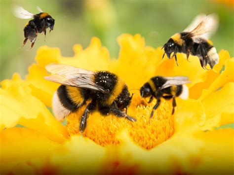 When it comes to bumblebees, does size matter? | UCR News | UC Riverside