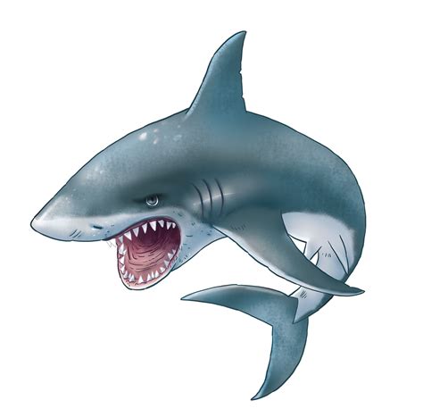 Shark Png | Shark art, Shark, Shark pictures