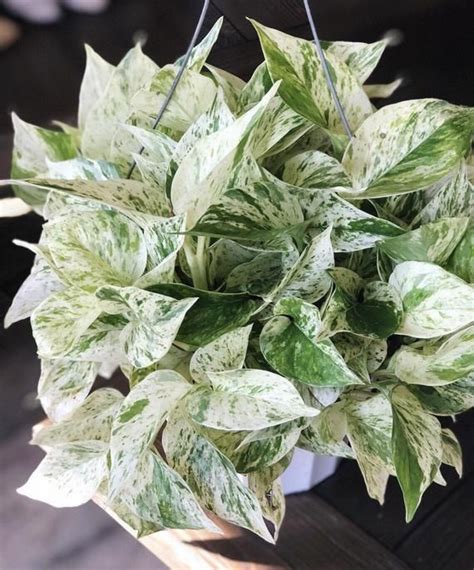 Pale Pothos Leaves - Pothos Plant