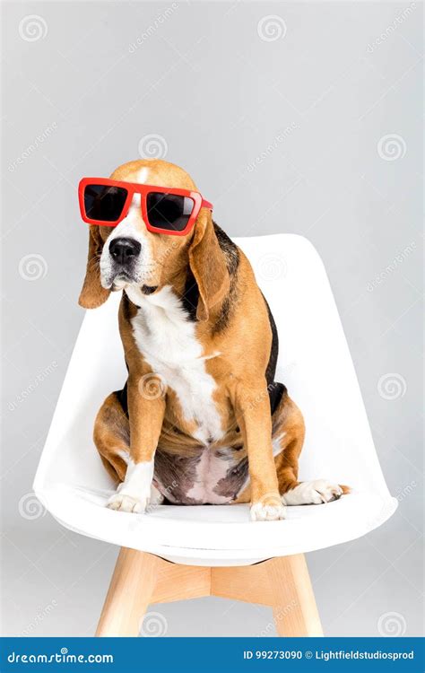 Funny Beagle Dog in Red Sunglasses Sitting on Chair Stock Photo - Image ...