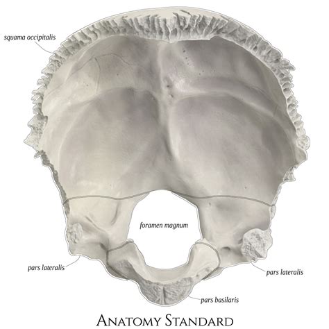 Occipital bone