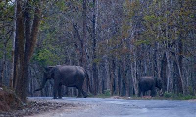 Muthanga Wildlife Sanctuary, Wayanad, Entry Fee &Best Time to visit ...