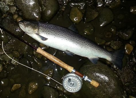 NIGHT FISHING for SEA TROUT