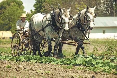 Horse-powered farming - Country Folks Grower