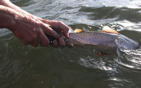 Top 3 Fly Fishing Rivers in Idaho - Solitude River Trips