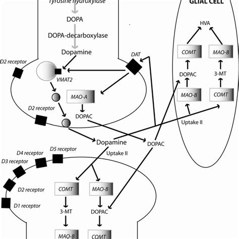 Dopamine Synthesis Pathway