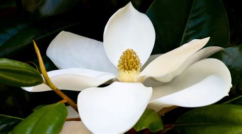 White Magnolia Flower Essence | LOTUSWEI