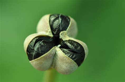 Rain lilies