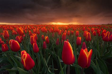 Where and How to Shoot Tulips in The Netherlands | PetaPixel