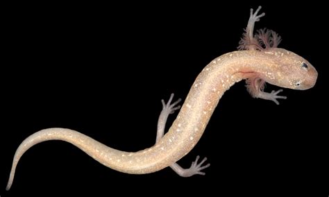 Newly discovered salamander species already at risk of extinction ...