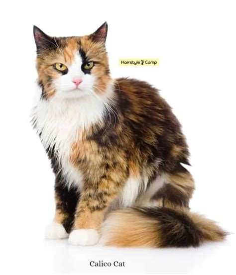 8 Things To Know About Long-Haired Calico Cat – HairstyleCamp