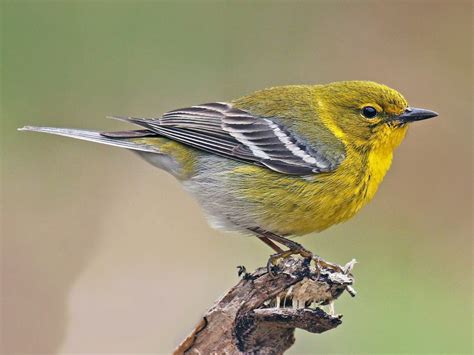 Watching for Warblers | The Central Savannah River Land Trust