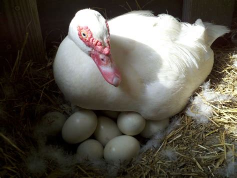 what color are muscovy and mallard eggs?