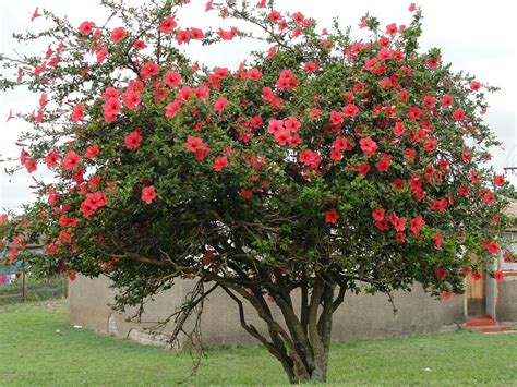 Hibiscus rojo | Árbol de hibisco, Jardines tropicales, Plantas trepadoras