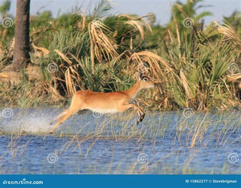 Lechwe running stock image. Image of kobus, wilderness - 15862277