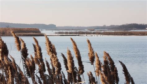 Italian-born explorer Henri de Tonti is important to Illinois history ...