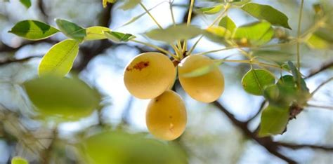 #Guide: Grow your own marula tree from seed | South Coast Herald