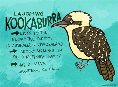 148: Kookaburra | Australia fun facts, Animal facts, Bird book