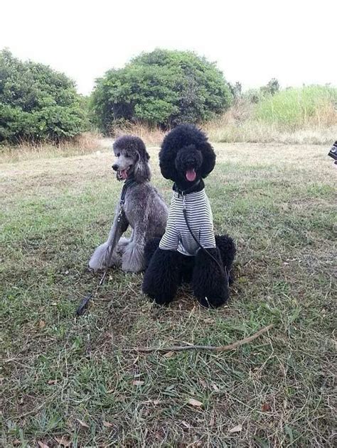 This black "teddy bear" is adorable | Poodle dog, Black teddy bear ...